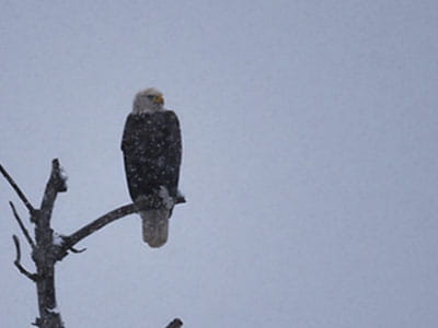 A bald eagle perched on a branch in the snow