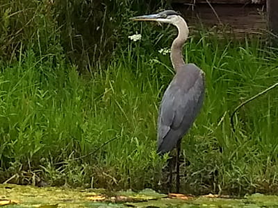 A blue heron standing in the marsh