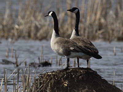 A pair of Canada geese