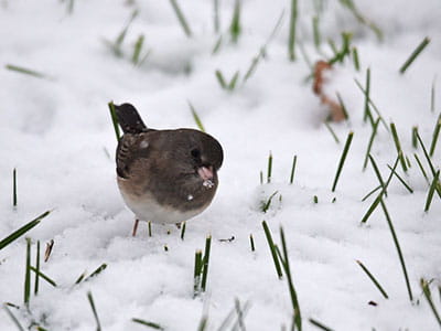 a dark eyed junco in the snow