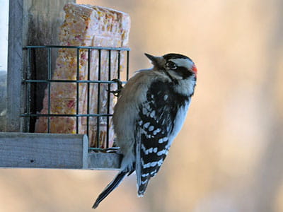 a downy woodpecker eating a suet cake