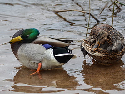 A pair of mallard ducks, one male and one female