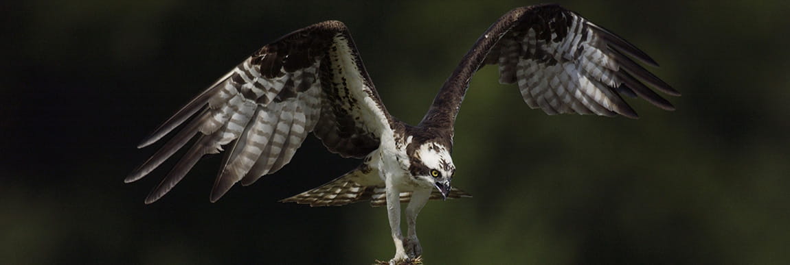Close up view of an Osprey flying through the air