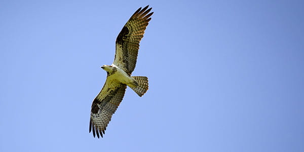 A raptor flies through the blue sky with wings spread out