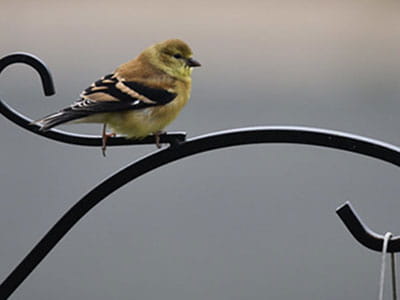 yellow goldfinch perched on a birdfeeder