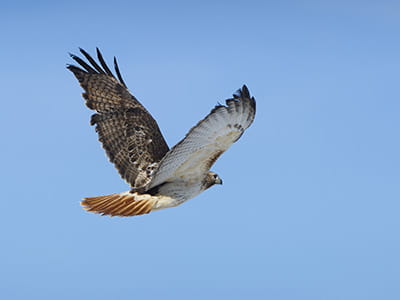 A raptor flying through the blue sky