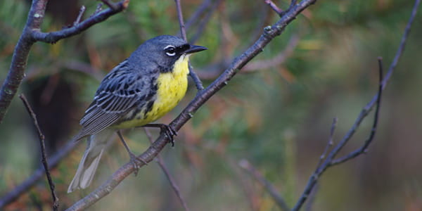 A Kirtlands warbler sitting in a tree