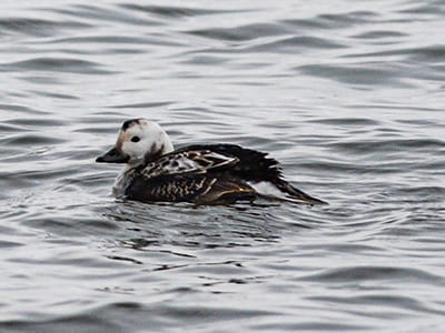 A long-tailed duck swims in the water