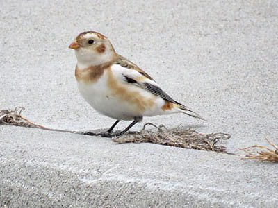 snow bunting