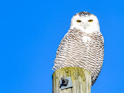 A snowy owl perched on a post with blue sky background
