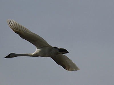 A tundra swan flies through the air