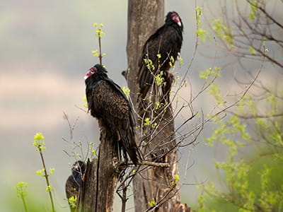 Three turkey vultures sit perched in a spring tree