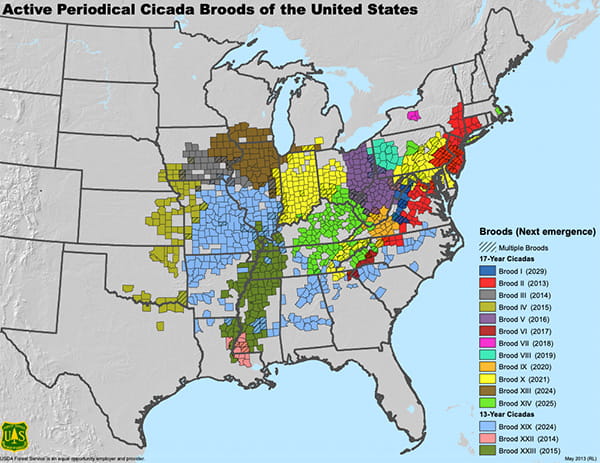 Map of active periodical cicada broods of the US