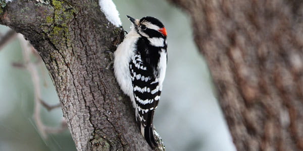 a woodpecker in a tree in the snow