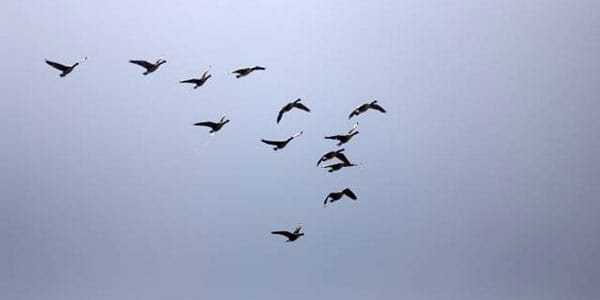 Flying trumpeter swans