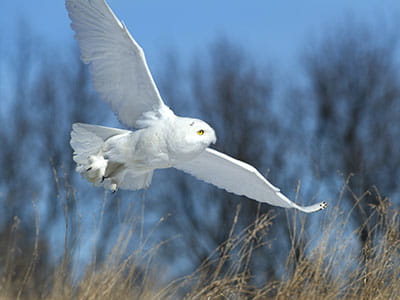 A snowy owl in flight