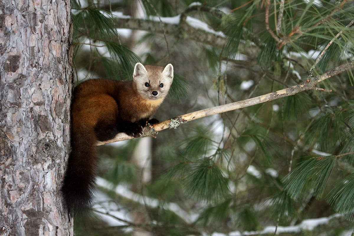 A furry pine marten sits on a branch in a forest