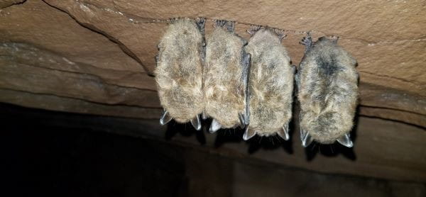 Four fuzzy bats in a row cling to a cave ceiling
