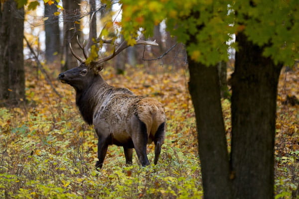 A bull elk in the fall forest. 