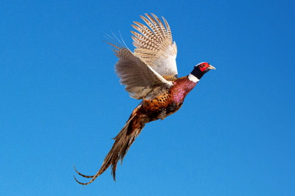 A ring-necked pheasant in flight. 