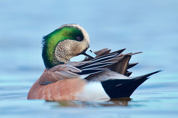 An American wigeon on the water. 