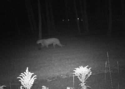 A trail camera image of a cougar at night.