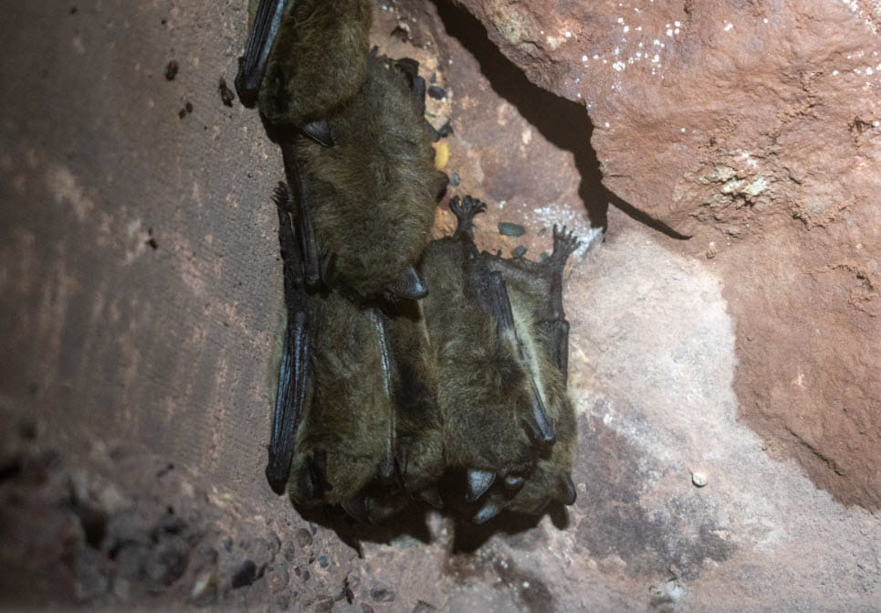 Bats sleeping in a cluster, hanging upside down from a rocky surface. 