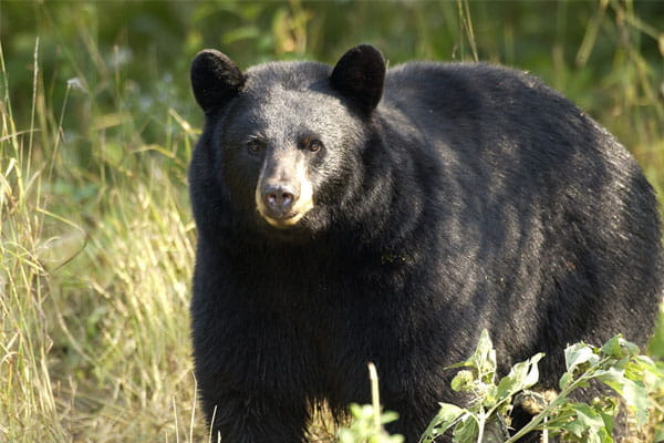 A black bear standing on all fours  in the woods on a sunny day. 