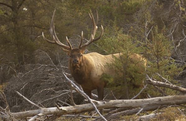 A large bull elk standing in the woods. 