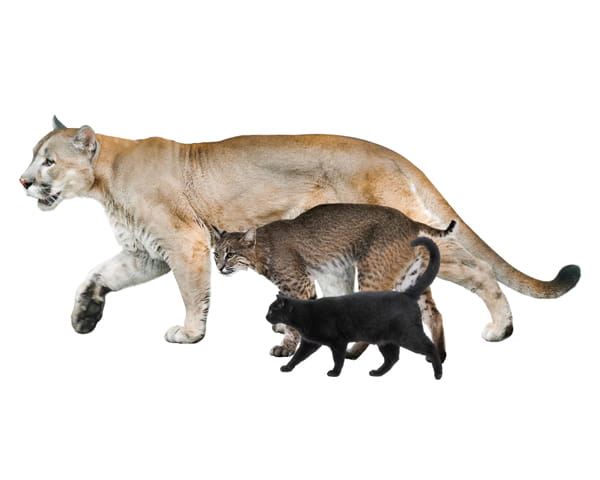 A black house cat, a bobcat and a cougar side by side for size comparison. 