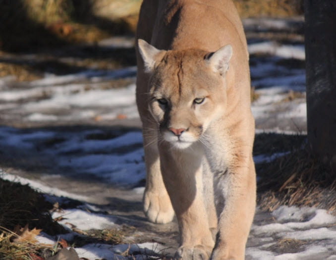 A cougar walking in a snowy area. 