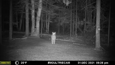 A cougar captured on a trail camera in the woods. 