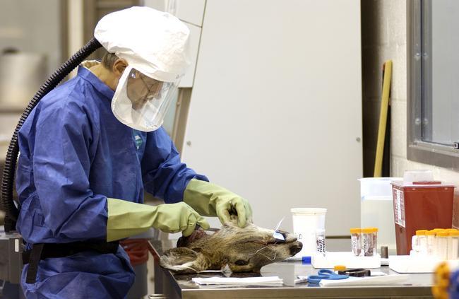 A DNR lab worker removes lymph nodes from a deer head for disease testing. 