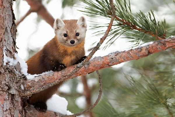 An American marten in a pine tree. 