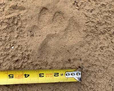 A cougar track in the sand being measured with a tape measurer. It is about 4 inches across. 