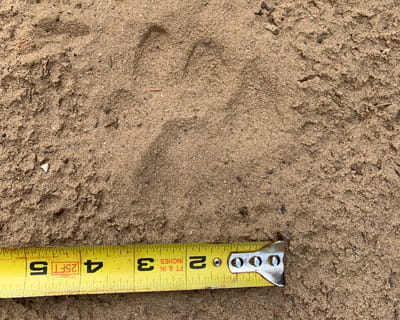 A cougar track in the sand being measured with a tape measurer. It is about 4 inches across. 