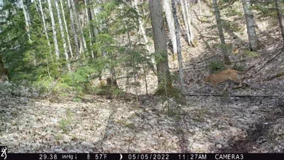 A cougar captured on a trail camera in the forest. 