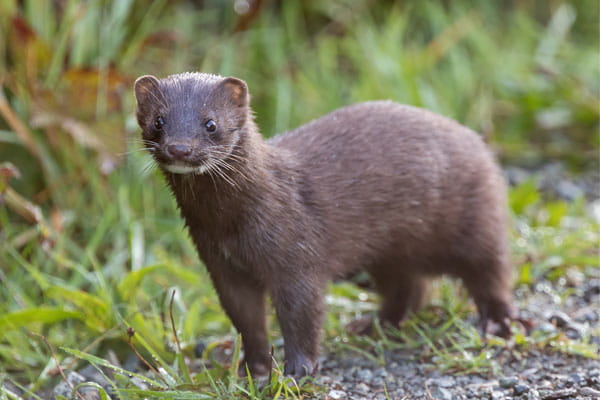 A mink stands on the edge of a trail. 