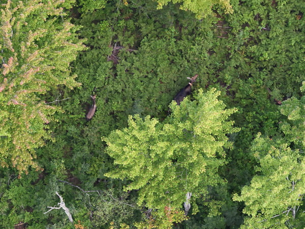 A cow walks with a calf.