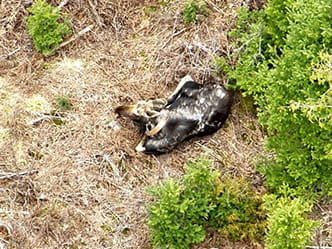 An aerial image from a drone showing a moose with hair loss. 
