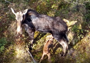 A cow moose nurses a calf. 