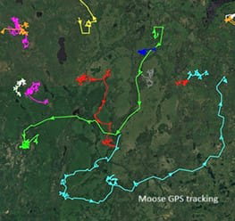 Moose GPS tracking image showing colorful lines overlayed over aerial imagery showing the movements of moose on the landscape. 