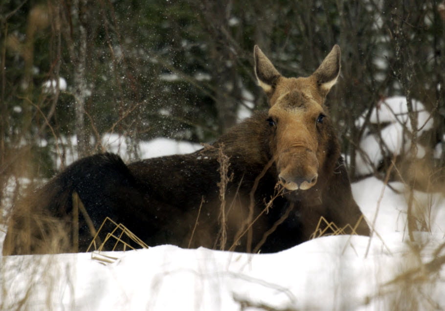 Moose laying in the snow in the woods. 
