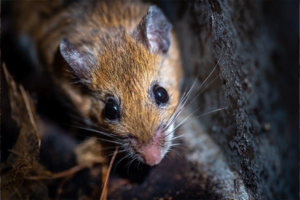 A mouse in a dark area.