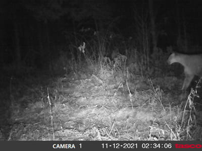 A cougar captured on a trail camera at night.