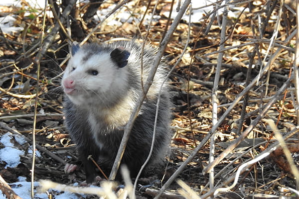 An opossum in thin vegetation. 