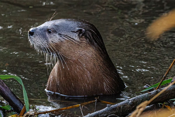 A river otter looks to the left while in water. 