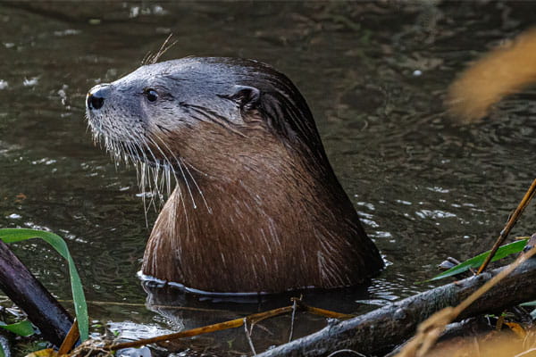 A river otter looks to the left while in water. 