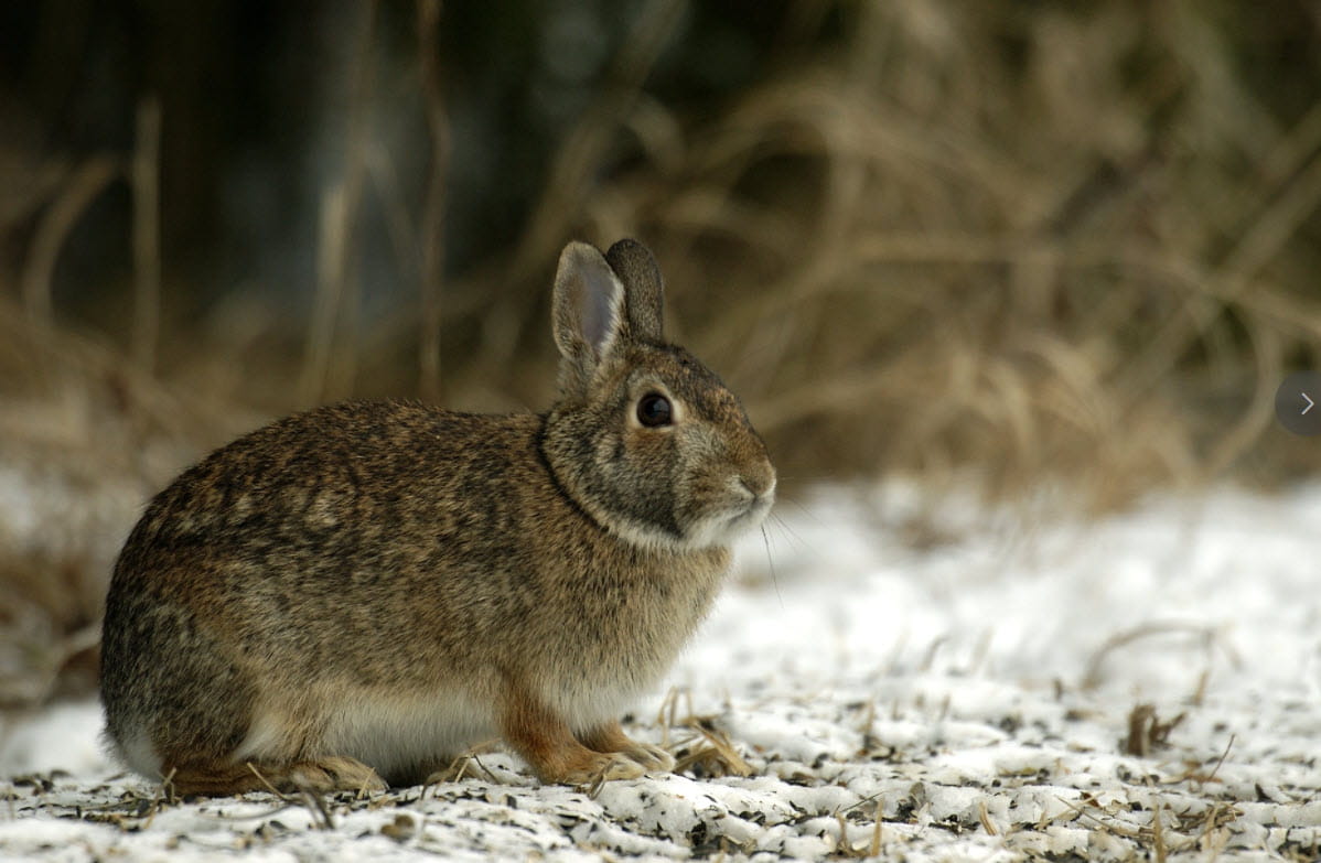 A rabbit sitting in a snowy area. 