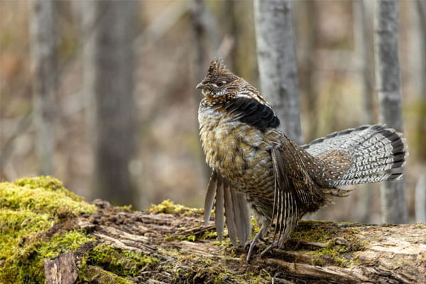 Ruffed grouse drumming on a log.